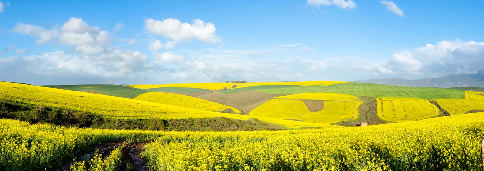A dead-straight road cutting through green wheat fields toward mist-draped mountains, with a strip of yellow canola in the middle distance