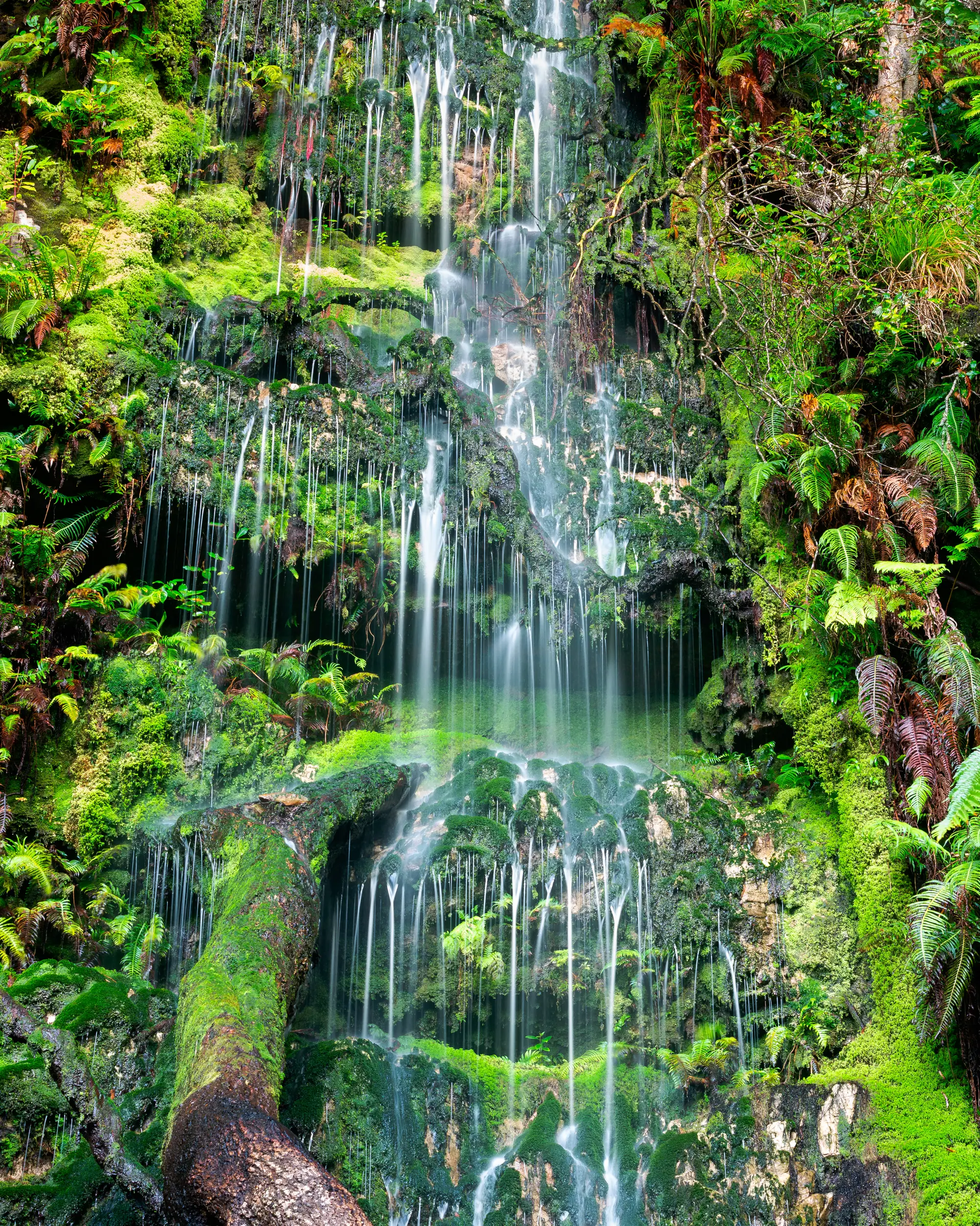 Waterfall threading through layers of moss, ferns and rock in Cecilia forest